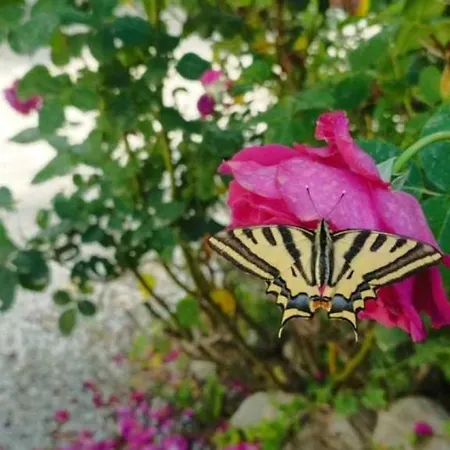 3 Etoiles - Ccbbbda 카스텔란