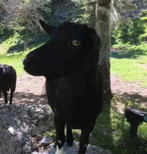 3 Etoiles - Ccbbbda * Castellane